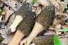 Hegyes kucsmagomba (Morchella deliciosa), Pilis